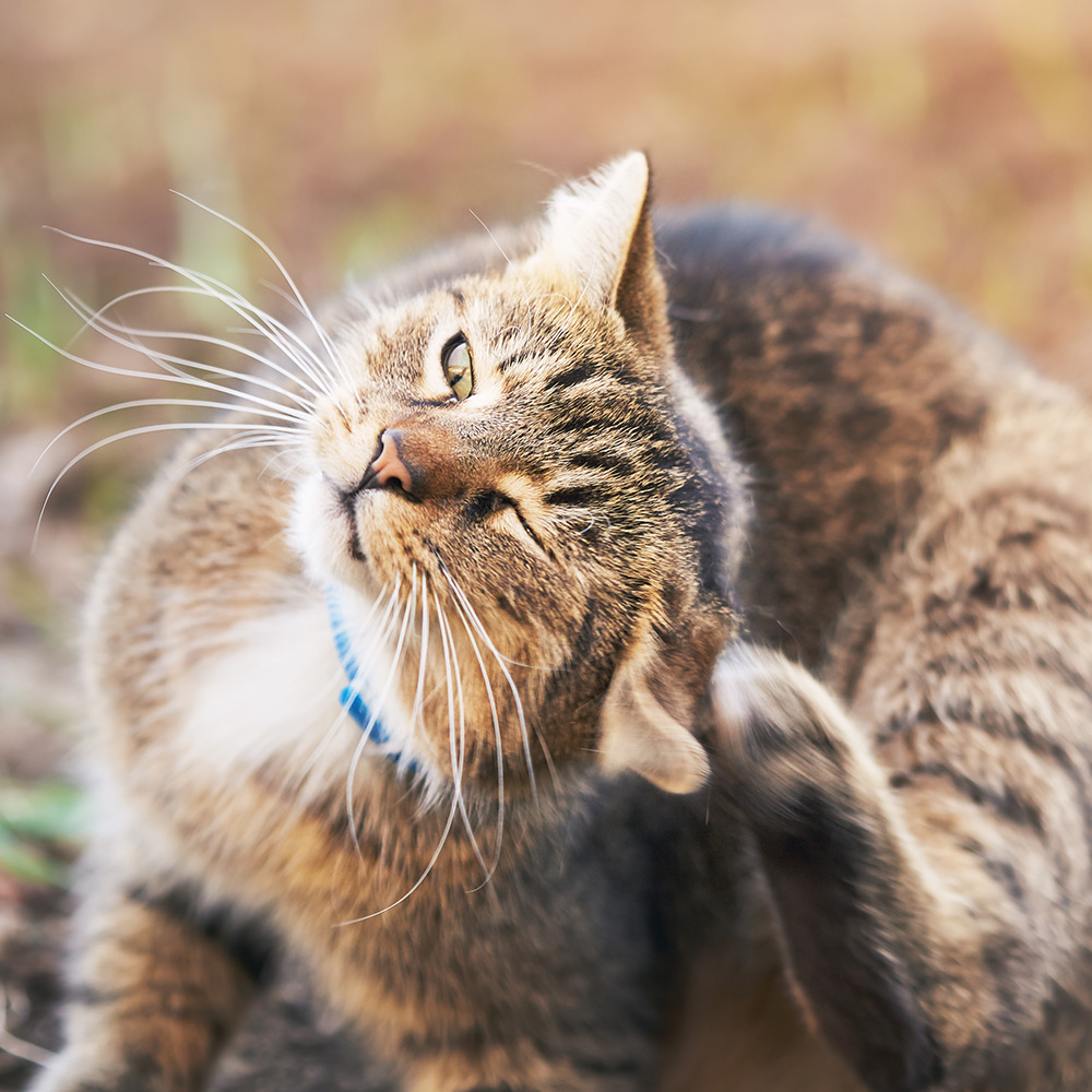 How Do You Know If Your Cat Has Fleas Or Ticks toxoplasmosis