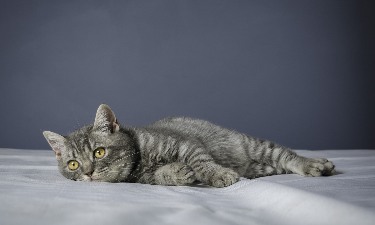Is My Cat Sick?? | Blog | Cimarron Animal Hospital | Wichita KS